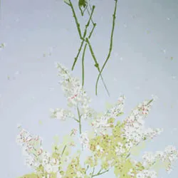 Обои для стен Nina Campbell Montacute NCW4067-04