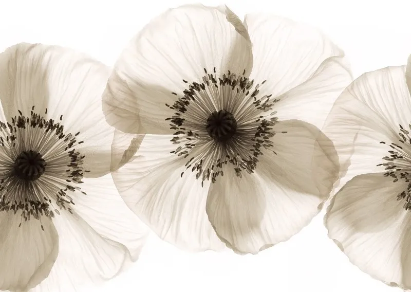 Обои для стен Wall&Deco Life WDOP0901