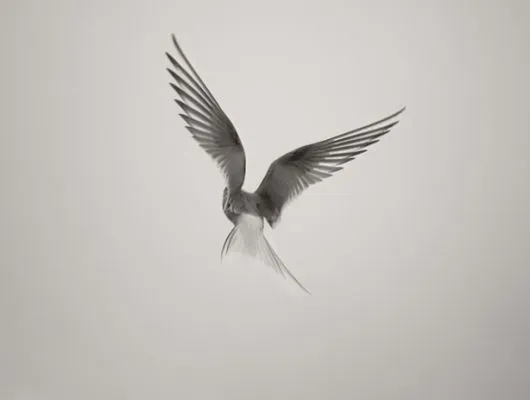 Обои для стен Mr Perswall Photo dm310-1