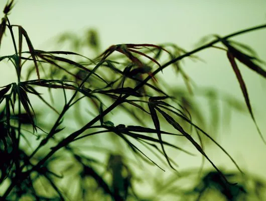 Обои для стен Mr Perswall Photo dm313-3