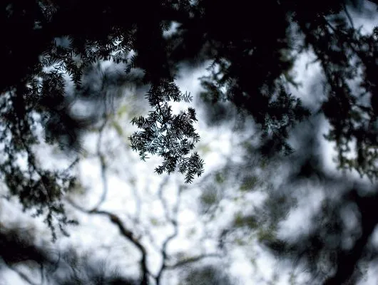 Обои для стен Mr Perswall Photo dm316-1