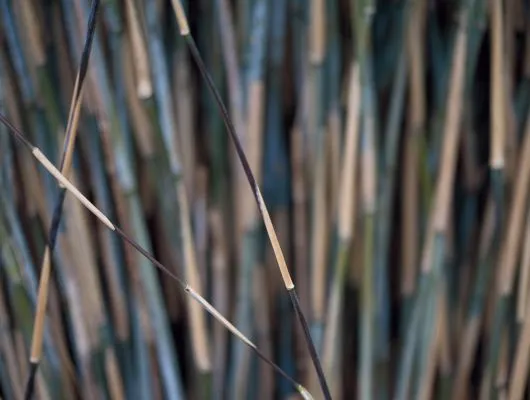 Обои для стен Mr Perswall Photo dm318-3