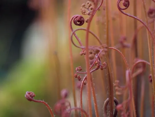 Обои для стен Mr Perswall Photo dm324-1