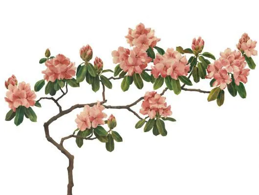 Обои для стен Mr Perswall Urban Nature p030501-8