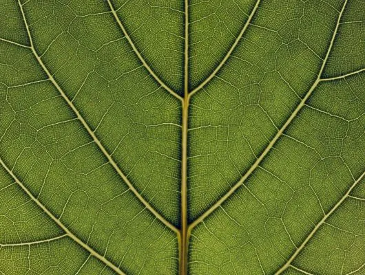 Обои для стен Mr Perswall Urban Nature p031501-8