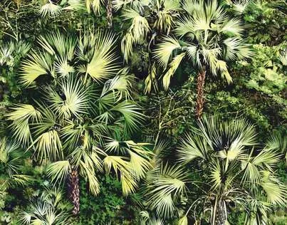 Обои для стен Pierre Frey Les Dessins 2 FP436002