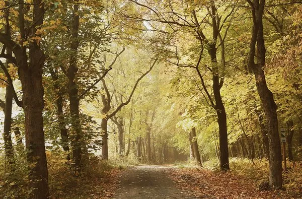 Обои для стен Coordonne Random Papers 4500214