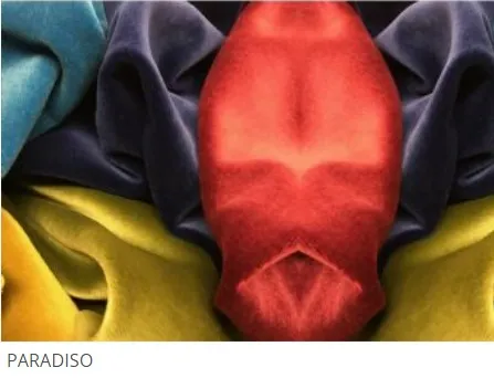 Ткань Jason D’Souza Fabrics Collections Paradiso