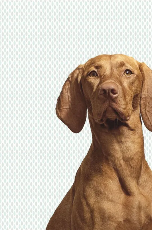 Обои для стен Eijffinger Wallpower Junio 364125