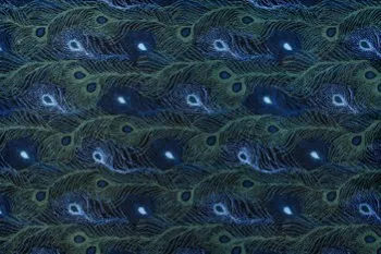 vignettes_paondenuit